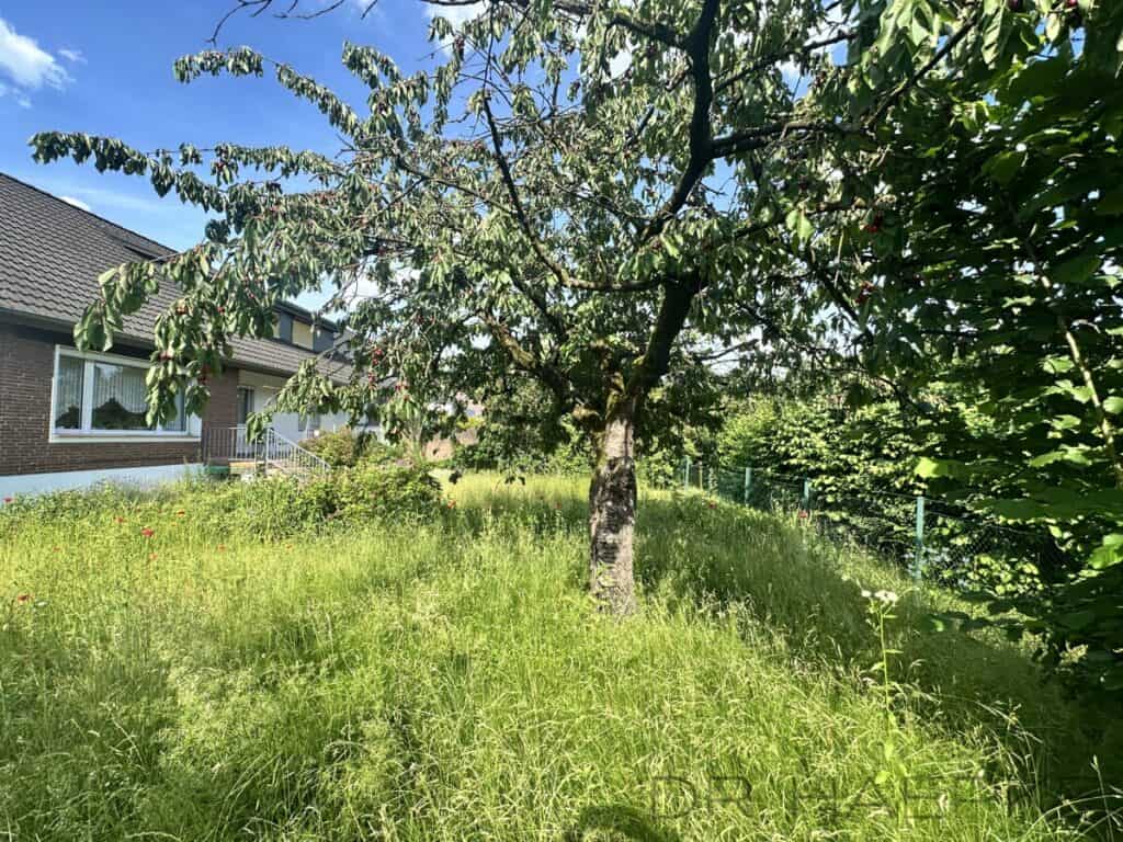 Alter Kirschbaum